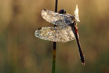  Dragonfly with morning dew