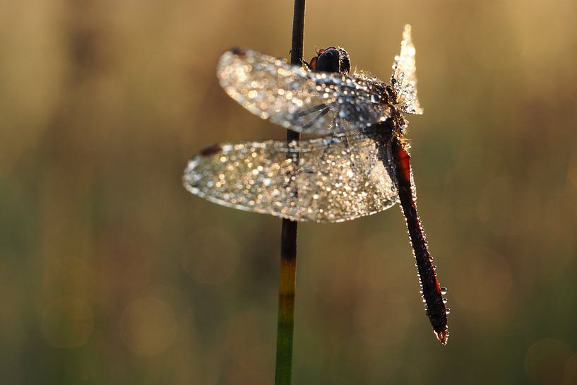  Dragonfly with morning dew von Astrid Brouwers