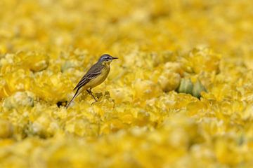 Bergeronnette jaune sur des tulipes jaunes sur Pieter Elshout