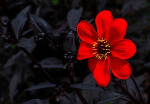 Rote Dahlienblüte, eine Explosion der Farben