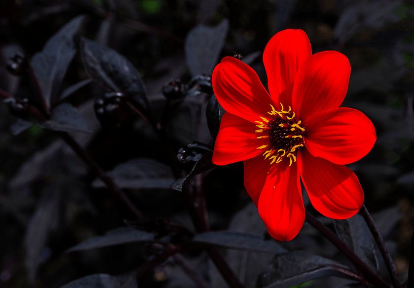 Rote Dahlienblüte, eine Explosion der Farben von Ineke Huizing