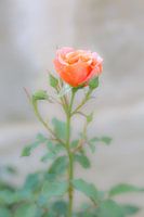 soft closeup of a pink rose