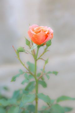 een zachte roze roos van Marc Goldman