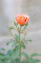 een zachte roze roos van Marc Goldman thumbnail