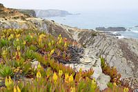 Plantjes en rotsen aan de Atlantische kust