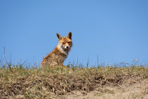 Moeder vos in de Amsterdamse Waterleidingduinen.