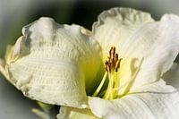 Witte Lelie 2