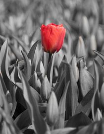 Tulips 2015 - Red lady by Alex Hiemstra