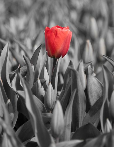 Tulpen 2015 - Red lady