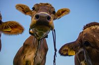 "Curiosité" des vaches suisses.
