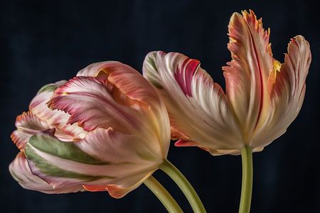 Tulpen van Renee Klein