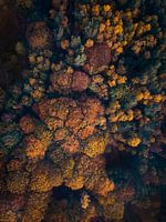Autumn from above