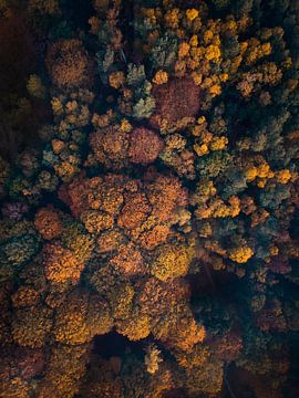 Herfst vanuit de lucht van mirrorlessphotographer