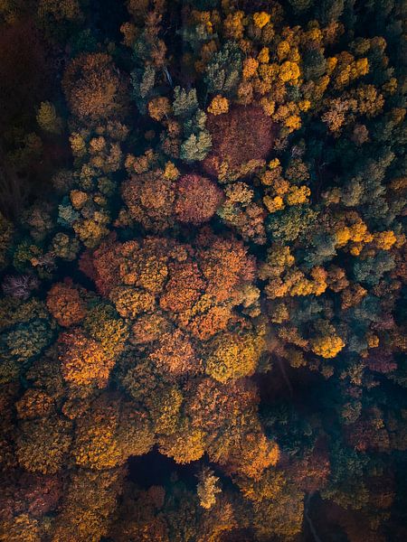 Herfst vanuit de lucht par mirrorlessphotographer