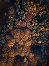 Herfst vanuit de lucht van mirrorlessphotographer thumbnail