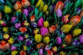 Tulpen by Tanja de Boer