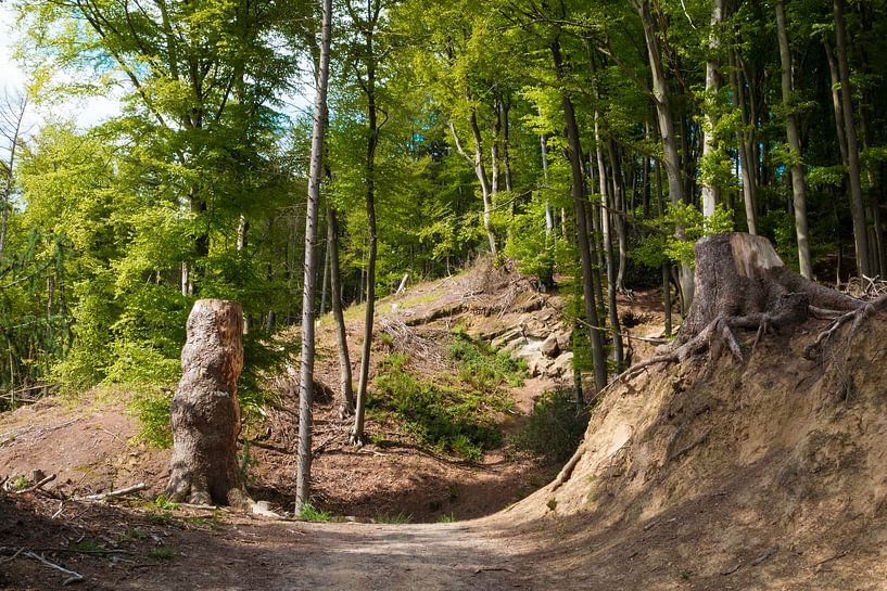 wandelpad in het teutoburgerwoud met grote bomen van ChrisWillemsen