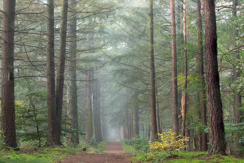 Mistige zonsopkomst in het Zeisterbos! van Peter Haastrecht, van