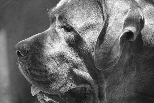CHIENS 8