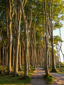 Forêt des fantômes de Nienhagen sur la côte allemande de la mer Baltique
