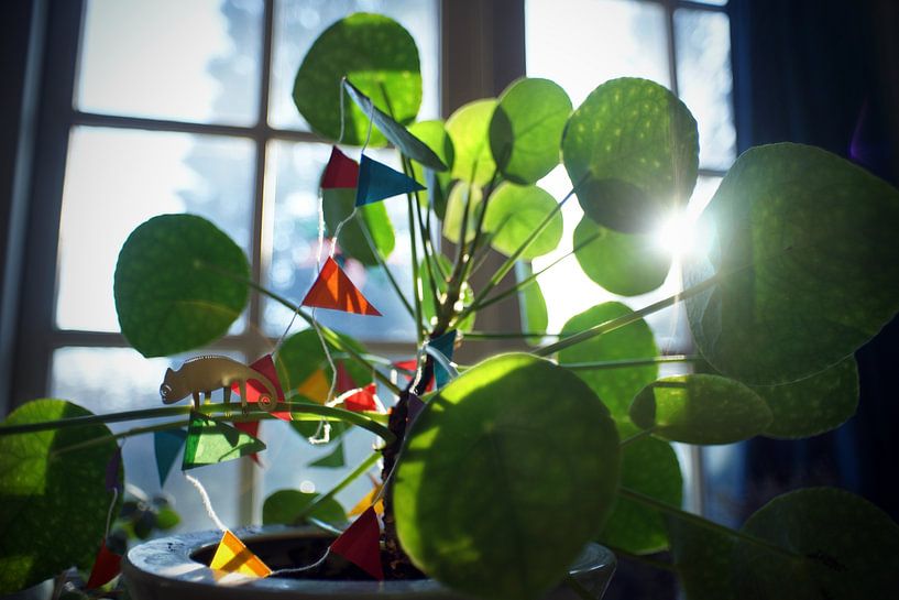 Plante à crêpes décorée par Floris Verweij