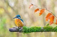 IJsvogel - Herfst van Claudia Esveldt thumbnail