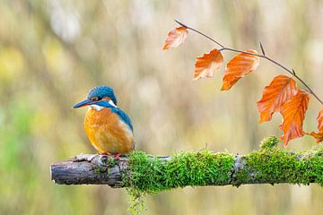 Kingfisher - Autumn by Claudia Esveldt