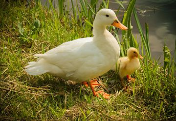 eend met eenden kuiken  by Lydia Remmers