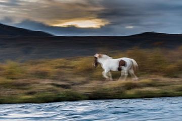 IJslands paard van Danny Slijfer Natuurfotografie