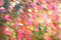 leuchtendes Weinlaub