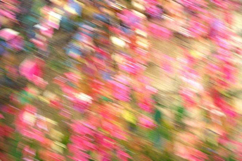 Heldere wijnbladeren van Steffi Hommel