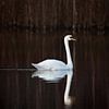 Elegant Swan with reflection during autumn by Patrick van Os