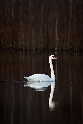 Elegant Swan with reflection during autumn by Patrick van Os