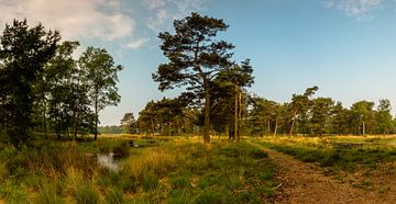 Ravenvennen sur William Mevissen