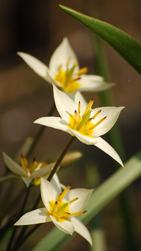 Wilde tulp