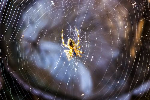 The spider in the web