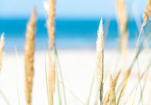 Dünengras am Meer