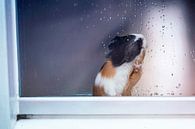 Guinea pig at window with raindrops by Marloes van Antwerpen thumbnail