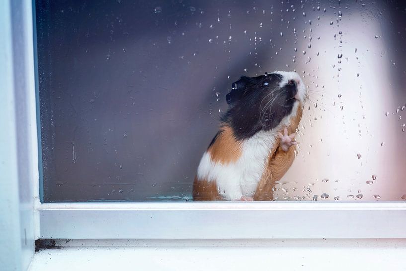 Guinea pig at window with raindrops by Marloes van Antwerpen