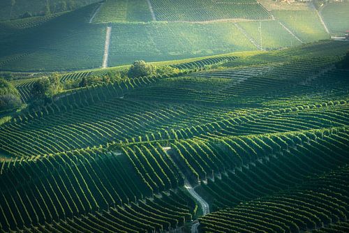 Rolling Vineyards of Langhe, Neive Morning Light