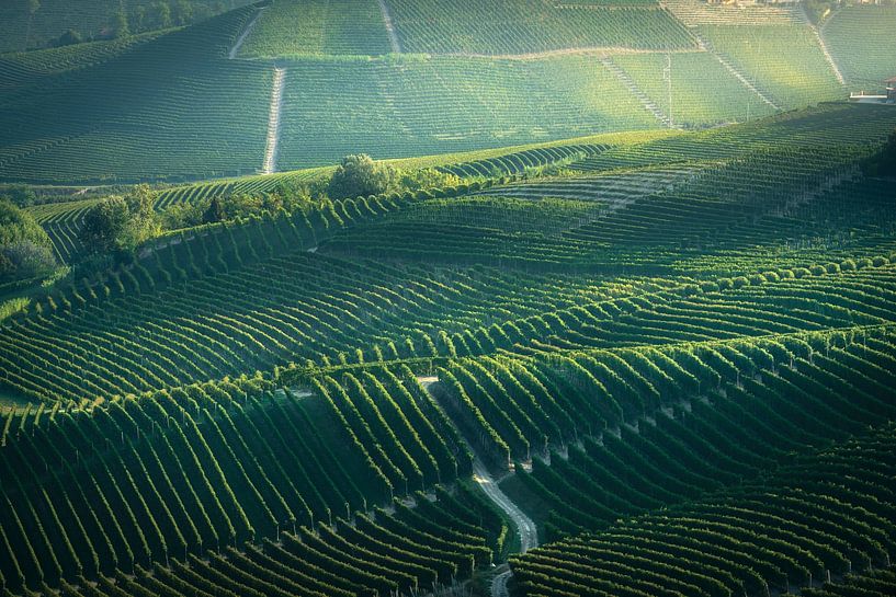 Rolling Vineyards of Langhe, Neive Morning Light by Stefano Orazzini