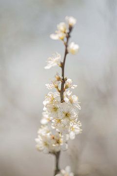 White blossom by Martine Moens