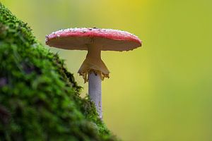 Vliegenzwam die groeit op een bemoste boomstam in een loofbos in de herfst