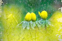 Charmante Winterlinge