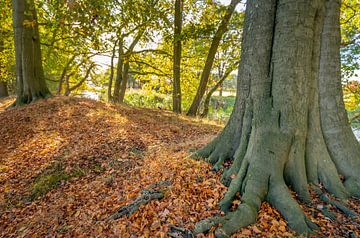 Aussicht zwischen alten Buchenbäumen in der Herbstsaison