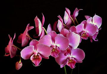 Orchidee (Orchidaceae) van Mark Rademaker