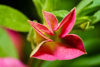 Mini Petunia Macro