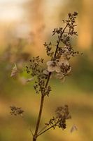 In Herbststimmung