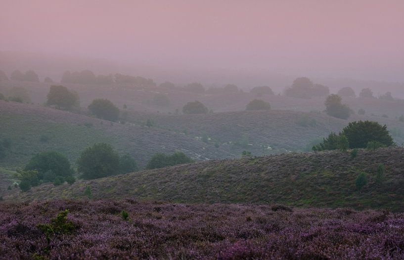 Heidelandschaft in der Veluwe Zoom von Chi