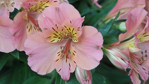 32 Jochumhof Peruaanse lelie